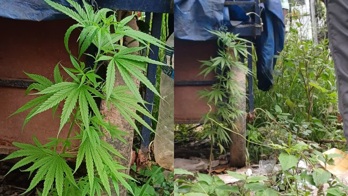 കഞ്ചാവ് ചെടി കണ്ടെത്തി  GANJA PLANT SEIZED BY EXCISE  CANNABIS PLANT KOTTAYAM  കഞ്ചാവ് കൃഷി