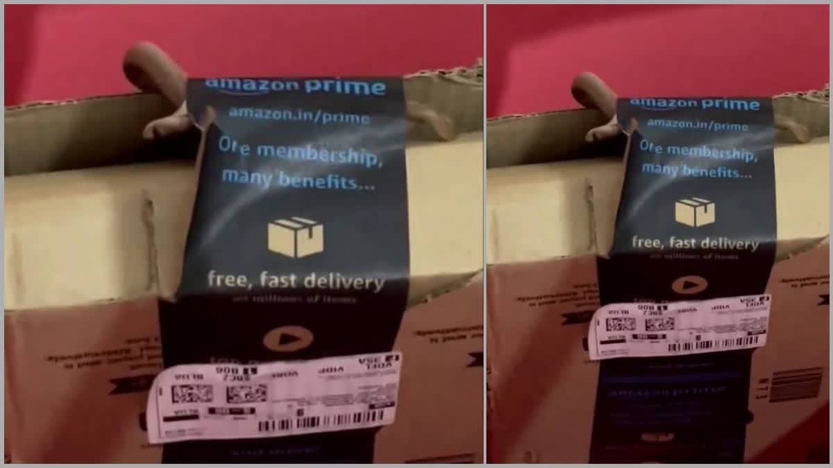 ആമസോൺ പാക്കേജിൽ മൂർഖൻ പാമ്പ്  SNAKE IN AMAZON PACKAGE BENGALURU  BENGALURU AMAZON PACKAGE ISSUE  AMAZON INDIA NEGLIGENCE