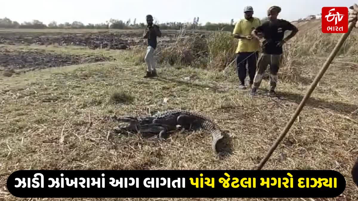 આગ લાગતા 1 મગરનું મોત નિપજ્યુ 5ને સારવાર અપાઈ