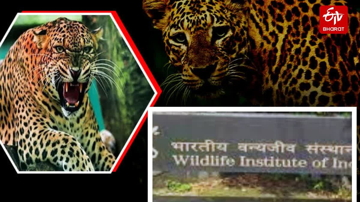 LEOPARDS DECREASED IN UTTARAKHAND