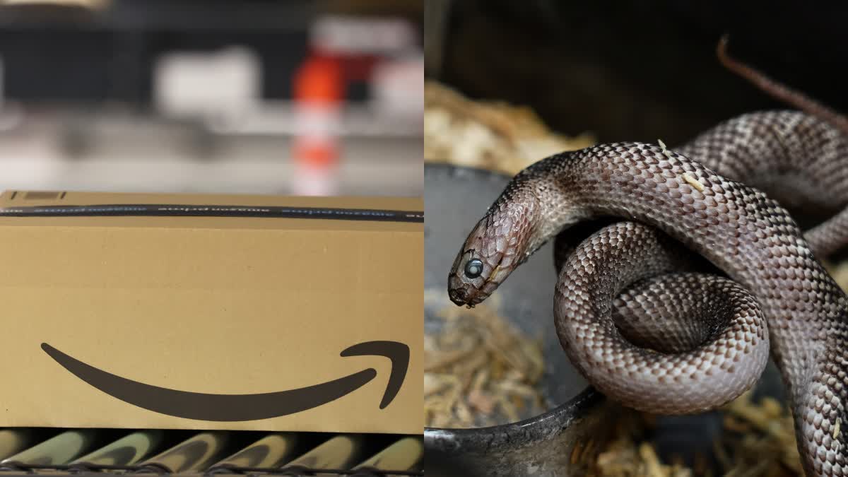 Snake In Package