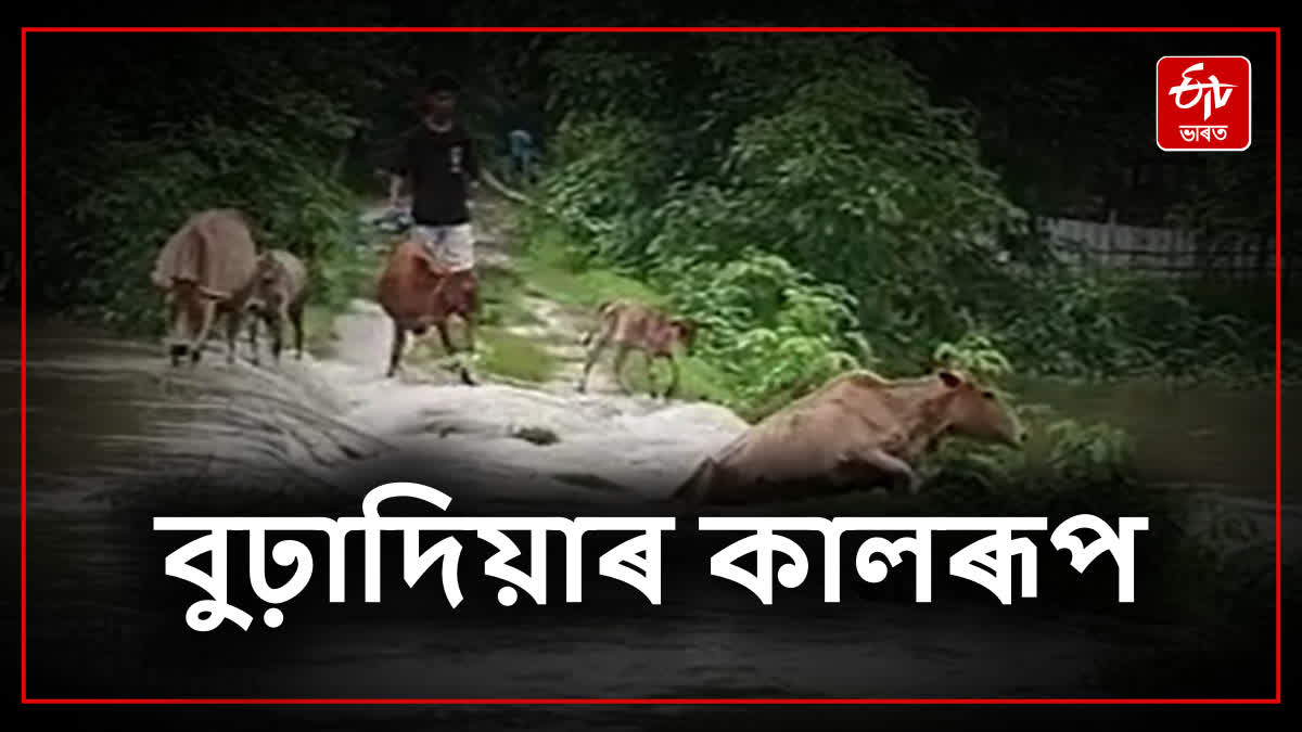 Hundreds of families affected by flood due to collapse of embankment in Nalbari