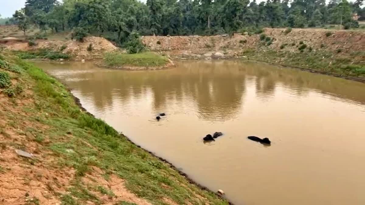 Ponds in Summer