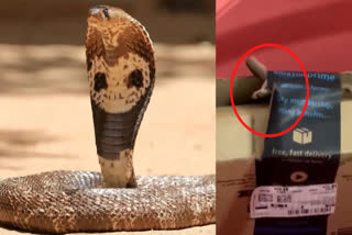 Snake in package