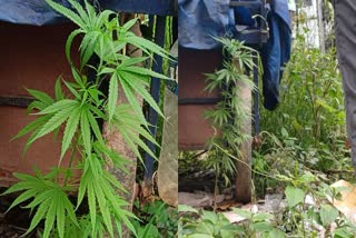 കഞ്ചാവ് ചെടി കണ്ടെത്തി  GANJA PLANT SEIZED BY EXCISE  CANNABIS PLANT KOTTAYAM  കഞ്ചാവ് കൃഷി