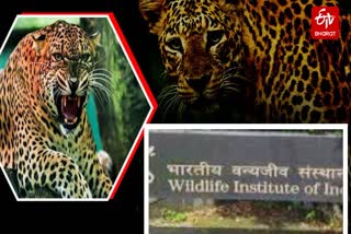 LEOPARDS DECREASED IN UTTARAKHAND