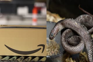 Snake In Amazon Package