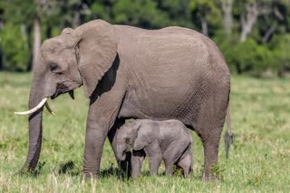 Elephant with her Calf