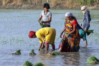 Centre Approves MSP for Kharif Crops For Marketing Season 2024-25