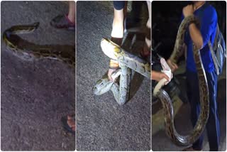 RESCUE OF BURMESE PYTHON