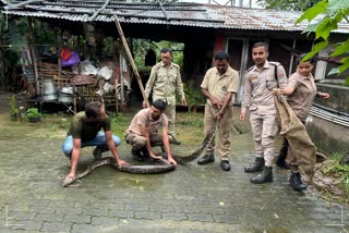 PYTHON RESCUED WITH EGGS