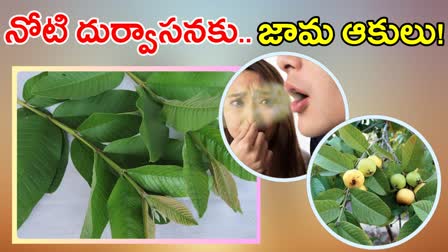 Health Benefits Of Guava Leaves