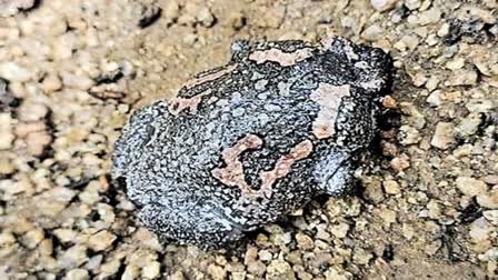 Rare Frog in Nirmal District