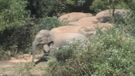 Elephants In Khunti