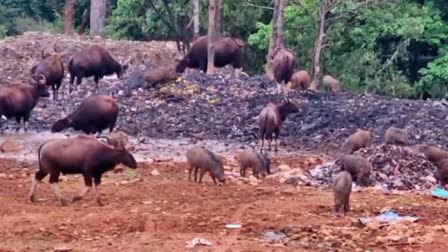 ശബരിമല നട അടച്ചു  സന്നിധാനത്ത് കാട്ടുപോത്തിൻ കൂട്ടം  WILD BUFFALOS IN SABARIMALA  ശബരിമല