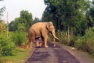 WILD ELEPHANTS IN JHARKHAND