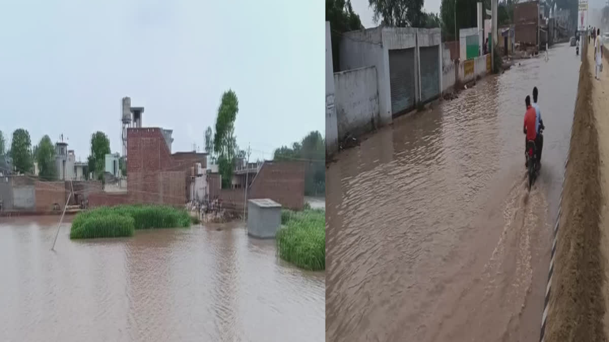 Many parts of Sardulgarh town of Mansa have been submerged in water