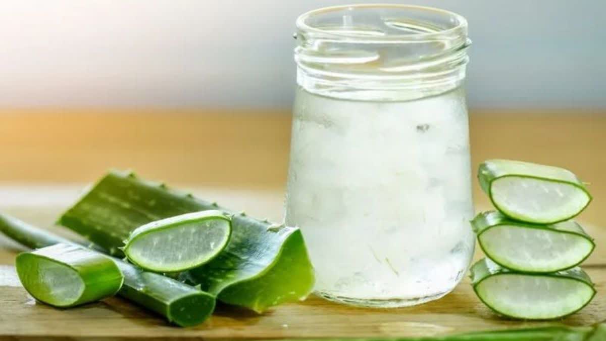 Aloe Vera for Hair