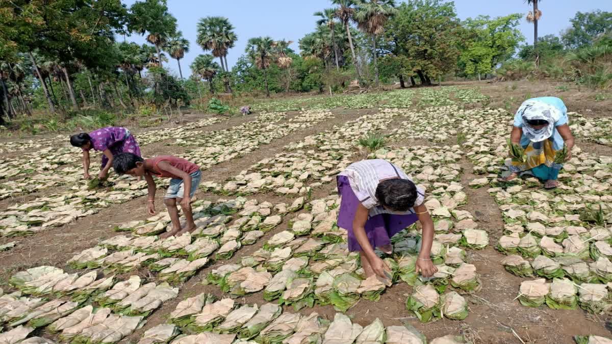 କେନ୍ଦୁପତ୍ର ହିତାଧିକାରୀ ତୃତୀୟ ପର୍ଯ୍ୟାୟରେ ପାଇବେ ୫୬ କୋଟି ଟଙ୍କାର ବୋନସ ଓ ପ୍ରୋତ୍ସାହନ