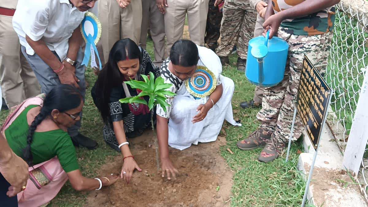 tree plantation