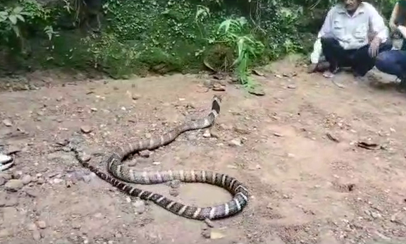 king cobra entered shop in Ramnagar