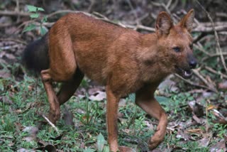 fox attack in aali