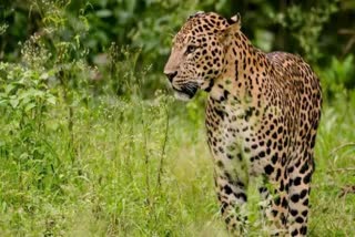 pta tiger  Leopard Attack  3 വയസുകാരന് പുലിയുടെ ആക്രമണം  പുലിയുടെ ആക്രമണം  പുലിയുടെ ആക്രമണത്തില്‍ മൂന്ന് വയസുകാരന് പരിക്ക്  ചാലക്കയം വെള്ളാച്ചിമല