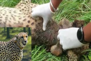 Cheetah Oban suffers infection due to radio collar ID at Kuno National Park  Kuno National Park  Cheetah suffers infection  ചീറ്റകളുടെ കഴുത്തില്‍ ആഴത്തിലുള്ള മുറിവുകള്‍  അണുബാധയ്‌ക്ക് കാരണം റേഡിയോ കോളര്‍  റേഡിയോ കോളര്‍  Cheetah Oban suffers infection  Cheetah Oban  Kuno Park