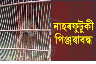 Leopard Caged in Dibrugarh