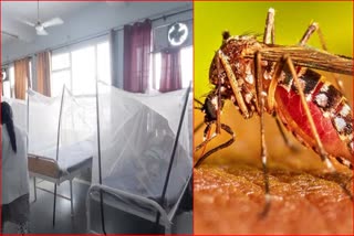 dengue cases in yamunanagar