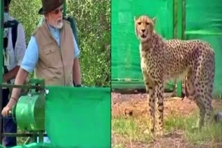 PM Modi cheetah collage