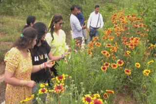 Valley of Flowers near Patnitop is attracting tourists
