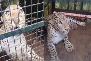 leopard-was-caught-in-a-cage-kept-by-forest-department-in-davanagere