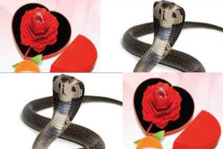 To Kill a Boyfriend.. Girlfriend hires deadly snake