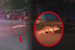 A crocodile was spotted on a road in Rajasthan's Kota city on Tuesday. Someone made a video of the reptilian creature and uploaded it on social media.  The Croc came out from a drainage filled with rainwater and was crossing the other side of the road. Several people assembled at the spot appealing to motorists and bikers to stop the vehicles so that the crocodile can cross the road.