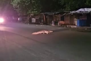 Crocodile Spotted in Kota Coaching Area