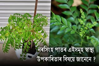 10 Amazing Health Benefit of Curry Leaves