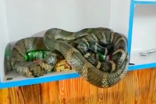 king cobra entered shop in Ramnagar