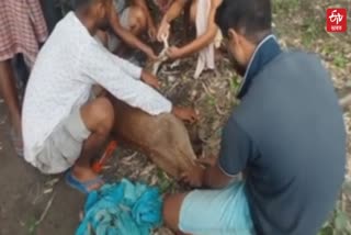 Deer Rescued in Gohpur