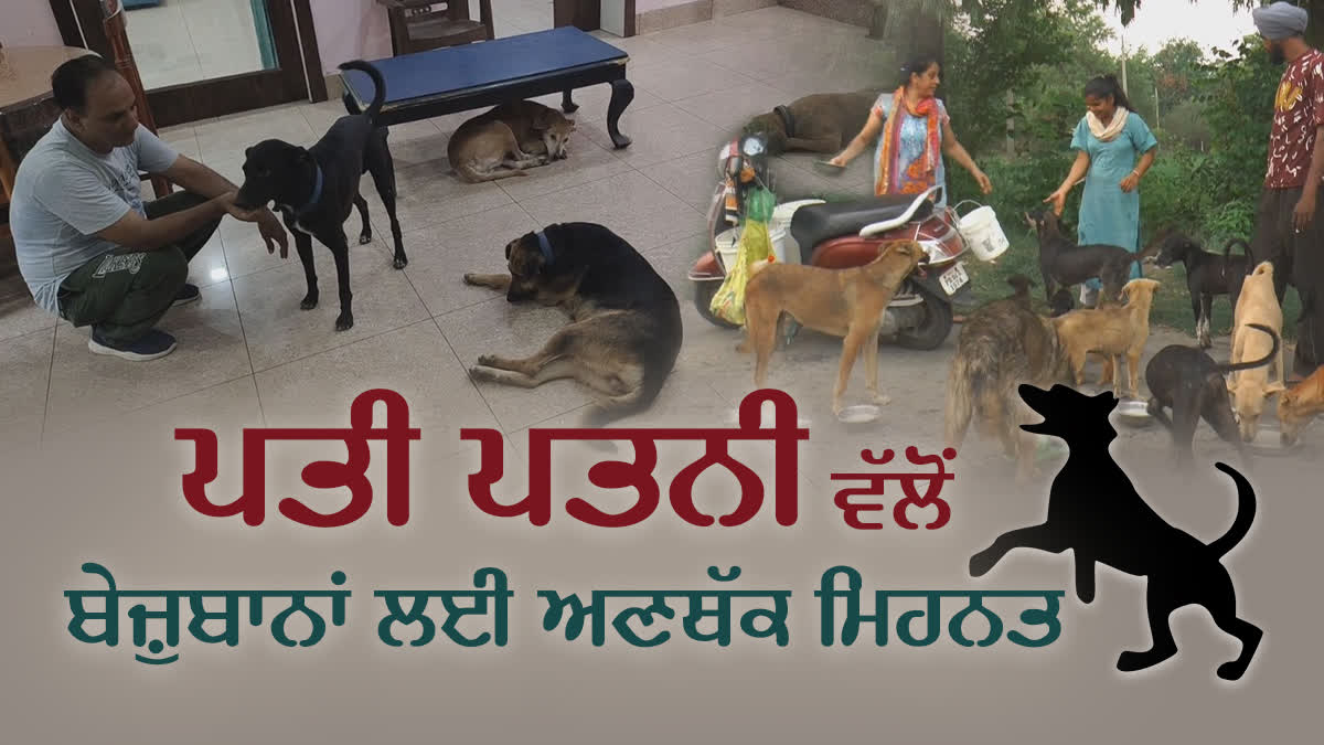 Caring for stray dogs