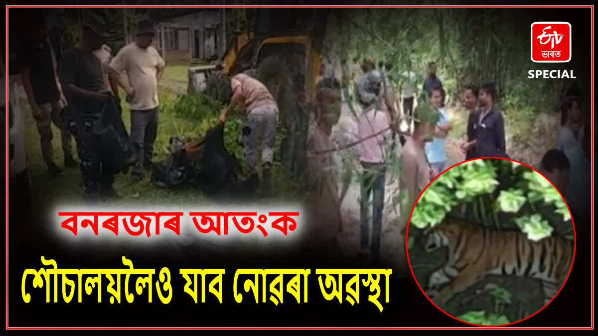 Tiger Scare in Nagaon