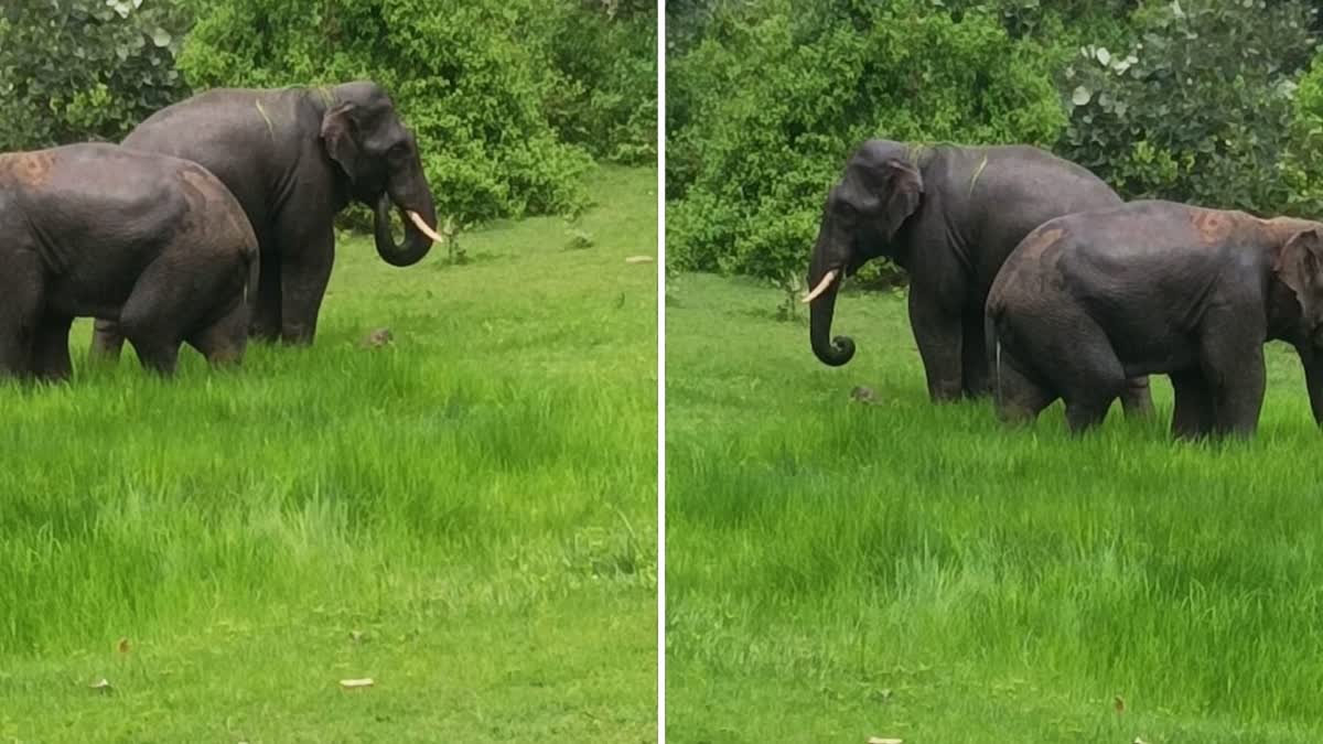 Elephants returned to Marwahi