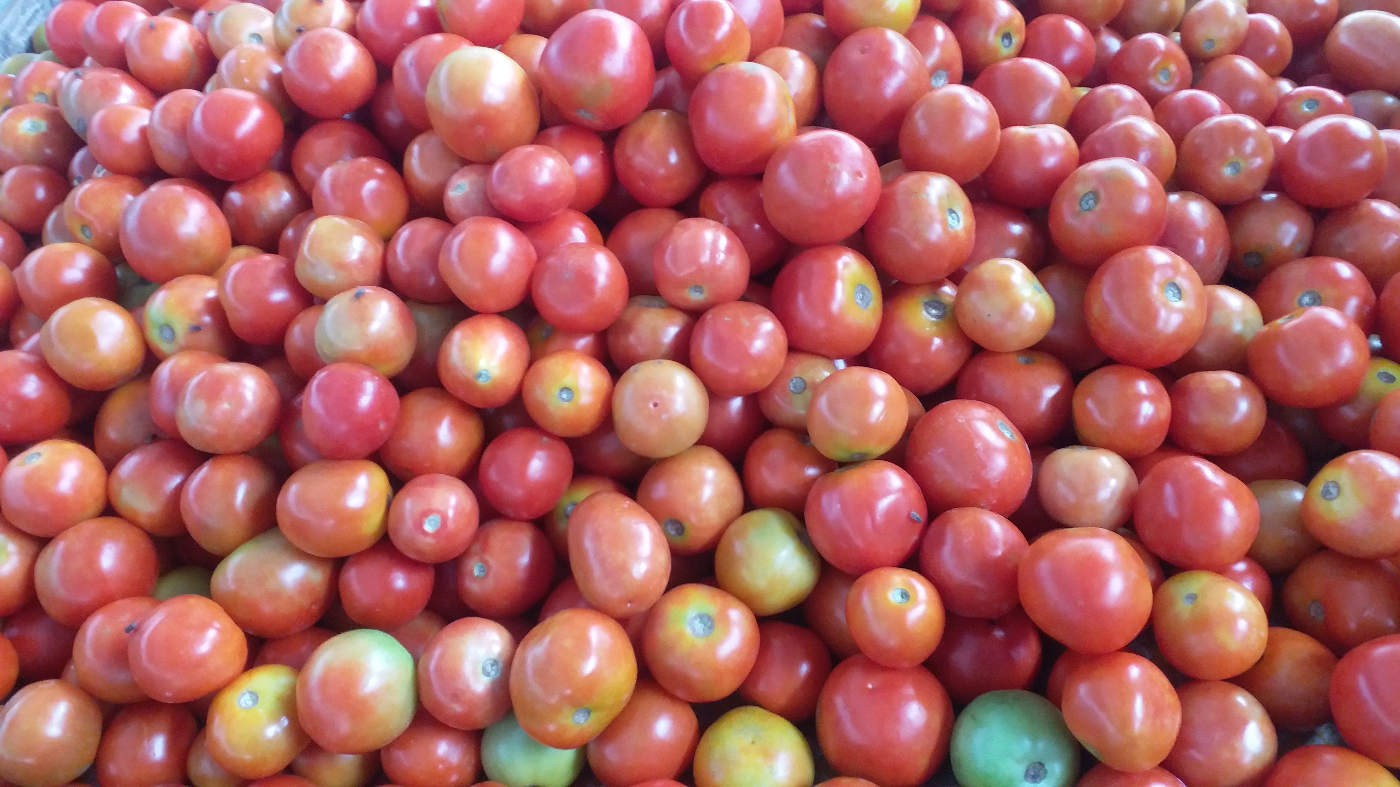 TOMATO PRICE RS 120 PER KG