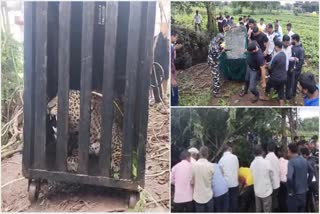 leopard rescued from the well successful rescue operation by forest department Pune watch video