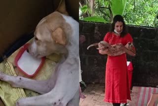 DOCTOR AND CO WOKER SAVED A DOG  തെരുവ് നായയെ രക്ഷിച്ചു  DOCTOR SAVED STRAY DOG  LATEST MALAYALAM NEWS