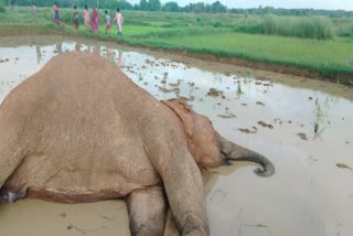 ELEPHANT DIED IN CHAKULIA