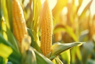 How is corn useful for weight gain? Learn more