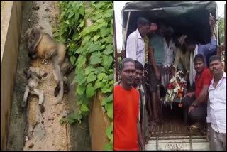 Two langurs died of electrocution: Youths offered prayers and performed the last rites in Davangere