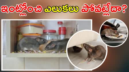 Tips To Get Rid Of Rats