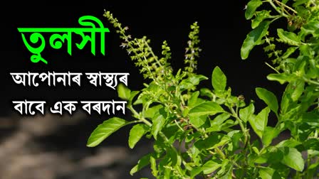 Amazing Health Benefits of Tulsi leaves that you must know